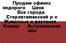 Продам сфинкс недорого  › Цена ­ 1 000 - Все города, Стерлитамакский р-н Животные и растения » Кошки   . Астраханская обл.